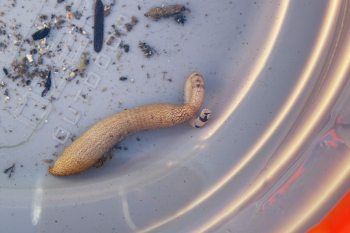 Phascolosoma observed 2026-08-12