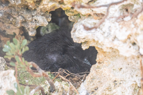 iNaturalist image