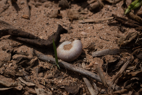 Mandarina luhuana observed 2026-08-11