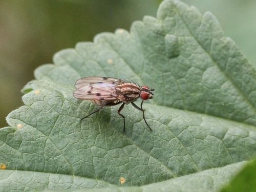 Anthomyia punctipennis