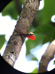Anolis charlesmyersi