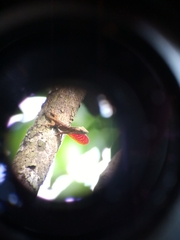 Anolis charlesmyersi