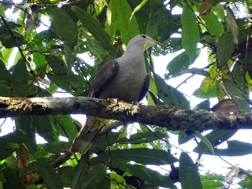 Malabar Imperial Pigeon (Ducula cuprea), photo 7
