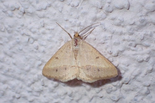 Isturgia arenacearia