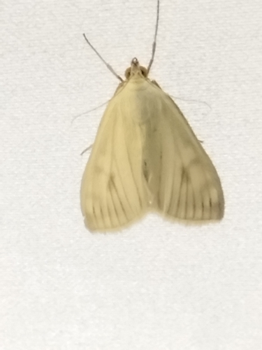 Carrot Seed Moth