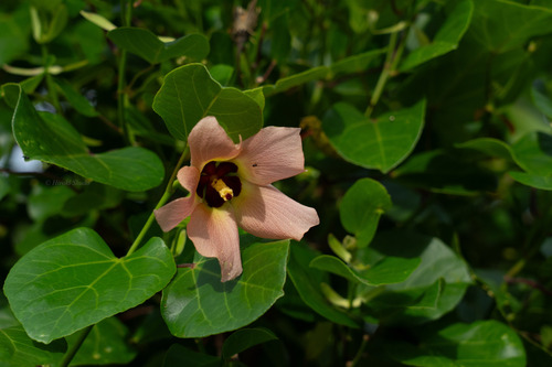 Talipariti glabrum observed 2026-08-11