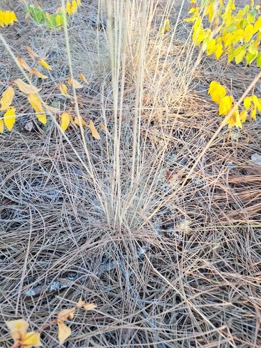 Festuca idahoensis observed 2026-08-20