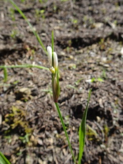 Sisyrinchium albidum