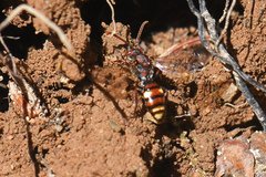 Nomada gracilis