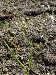 Sisyrinchium albidum