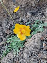 Glaucium squamigerum