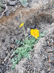 Glaucium squamigerum