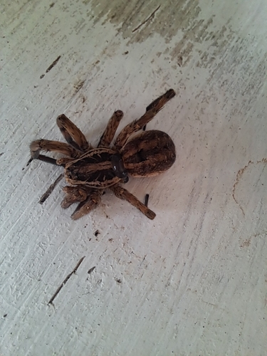 Radiated Wolf Spider