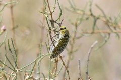 Julodis variolaris