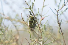 Julodis variolaris