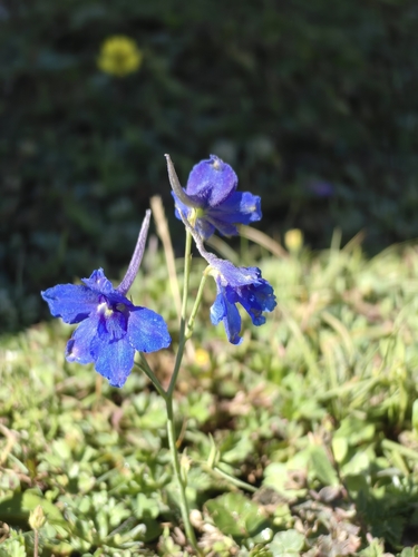 Siberian larkspur
