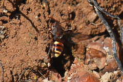 Nomada gracilis