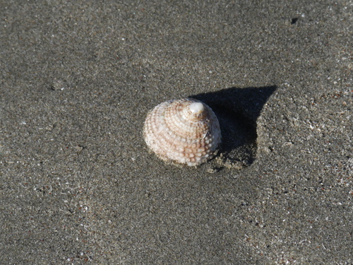 Coelotrochus viridis observed 2026-08-21