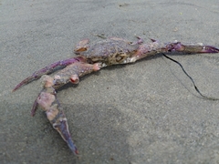 Achelous xantusii