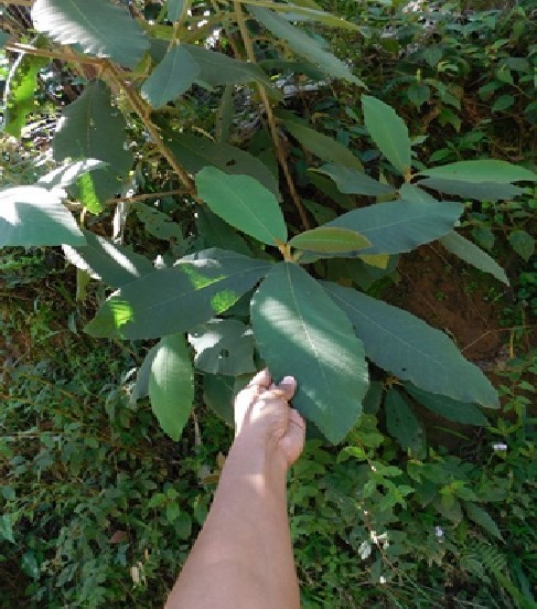 Saurauia selerorum