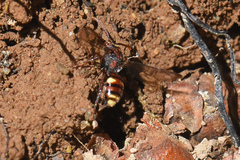 Nomada gracilis
