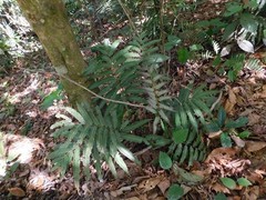 Blechnum ensiforme
