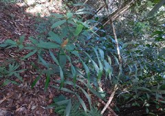 Desmoncus orthacanthos