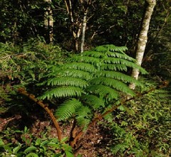 Sphaeropteris horrida