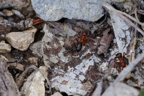 Formica aserva photo 6