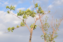 Fraxinus bungeana