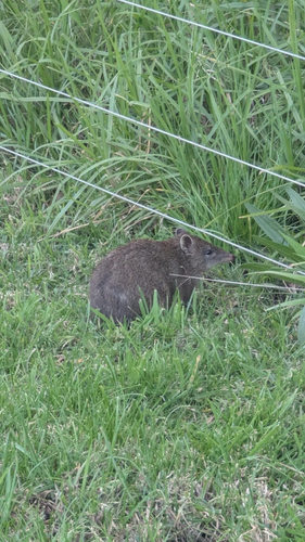 Southern Brown Bandicoot
