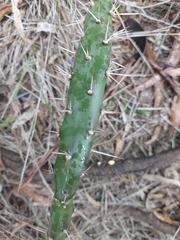Opuntia aurantiaca, photograph (c) Ruth Palsson, some rights reserved (CC BY-SA)