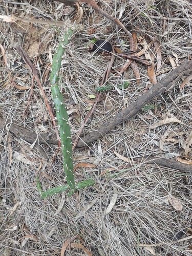 Opuntia aurantiaca, photograph 2
