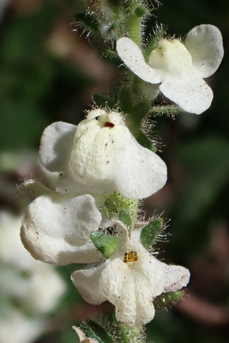 Sairocarpus coulterianus, photograph 3
