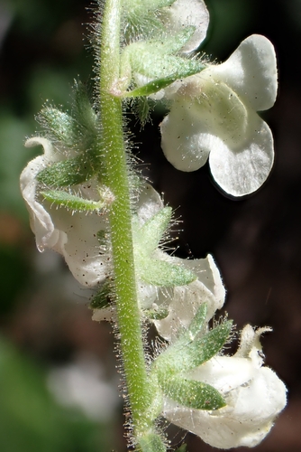 Sairocarpus coulterianus, photograph 4