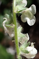 Sairocarpus coulterianus, photograph author not stated, no rights reserved
