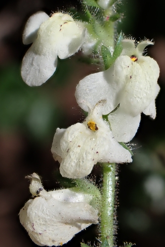 Sairocarpus coulterianus, photograph 5