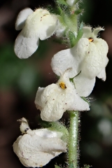 Sairocarpus coulterianus, photograph author not stated, no rights reserved