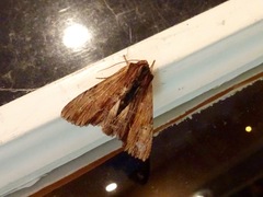 Apamea cuculliformis