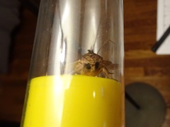 Apamea cuculliformis