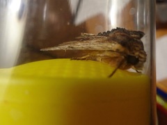 Apamea cuculliformis