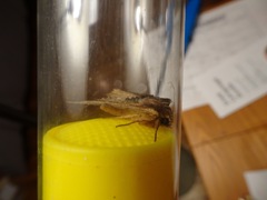 Apamea cuculliformis