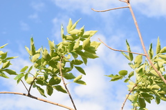 Fraxinus bungeana