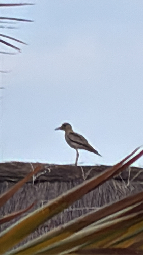 Senegal Thick-knee