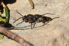 Nomada gracilis