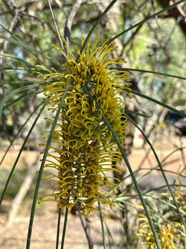 bootlace oak