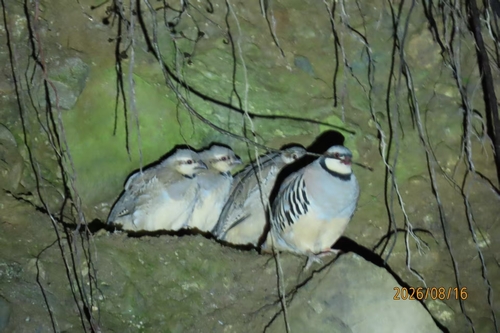 Chukar