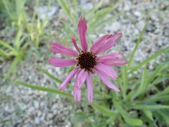 Echinacea tennesseensis