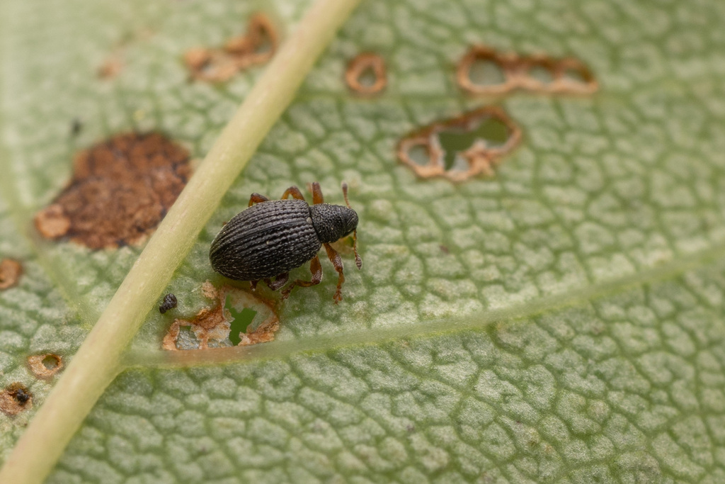 Isochnus sorbi