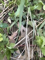 Anasimyia bilinearis